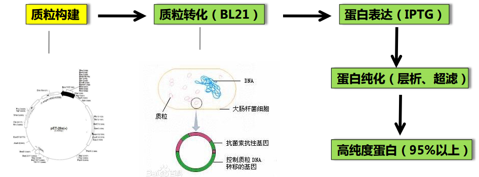 蛋白纯化技术