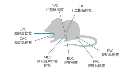 药代动力学-小动物服务