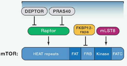 mTORC1由mTOR、Raptor和mLST8以及非核心组件PRAS40和Deptor组成