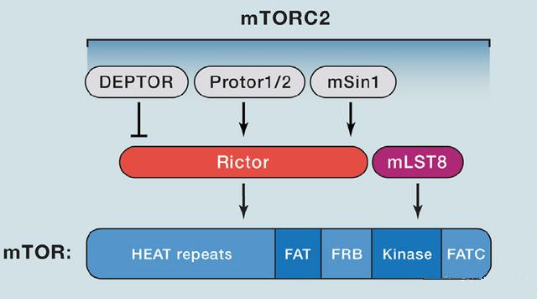 mTORC2的组成蛋白主要有Rictor、mSin1、mSLT8和Protor等