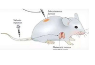 围观:临床前小鼠模型如何。