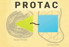 热点前沿:PROTAC初露锋芒，SD-36对抗肿瘤效果卓越