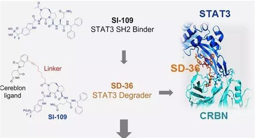 结构优化得到的SH2结合分子SI-109与CRBN结合，得到SD-36