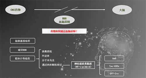 人工合成NT类脂质开放血脑屏障，为CNS药物打开新局面