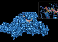 Science重磅！一种“分子剪刀”如何成为COVID-19药物的重要靶标？