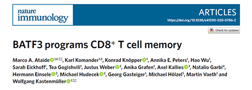 Nature：BATF3改善T细胞记忆应答，有望改善免疫疗法的疗效