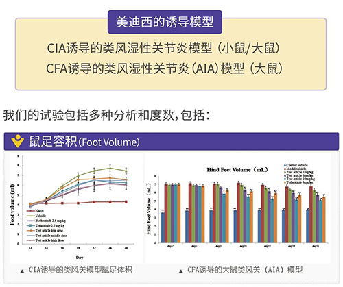 AG真人国际诱导的类风湿性关节炎模型