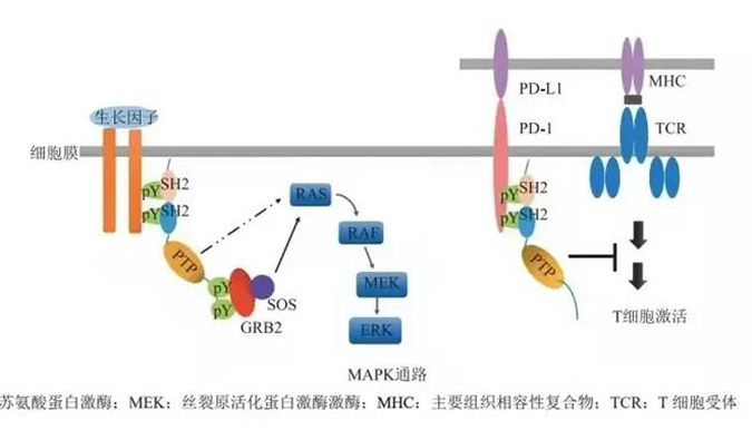 晚期恶性肿瘤患者的福音，SHP2变构抑制剂RG001片获批临床.png