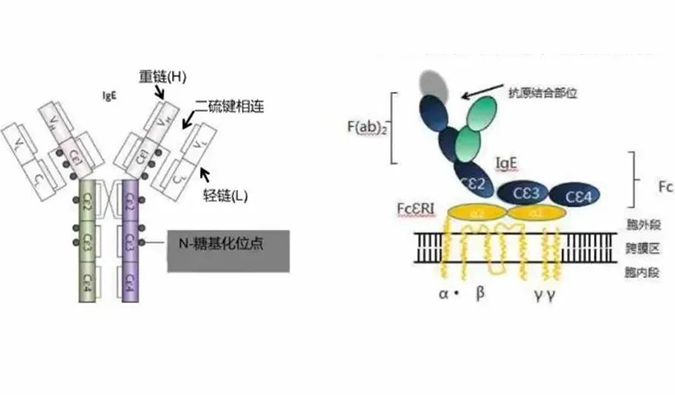 AG真人国际助力 | 济民可信lgE抗体药物JYB1904获批临床