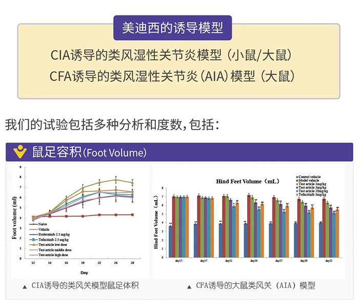 AG真人国际诱导的类风湿性关节炎模型-1.png