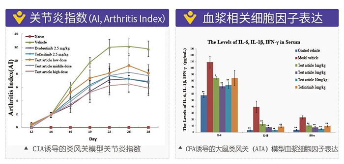 AG真人国际诱导的类风湿性关节炎模型-2.png