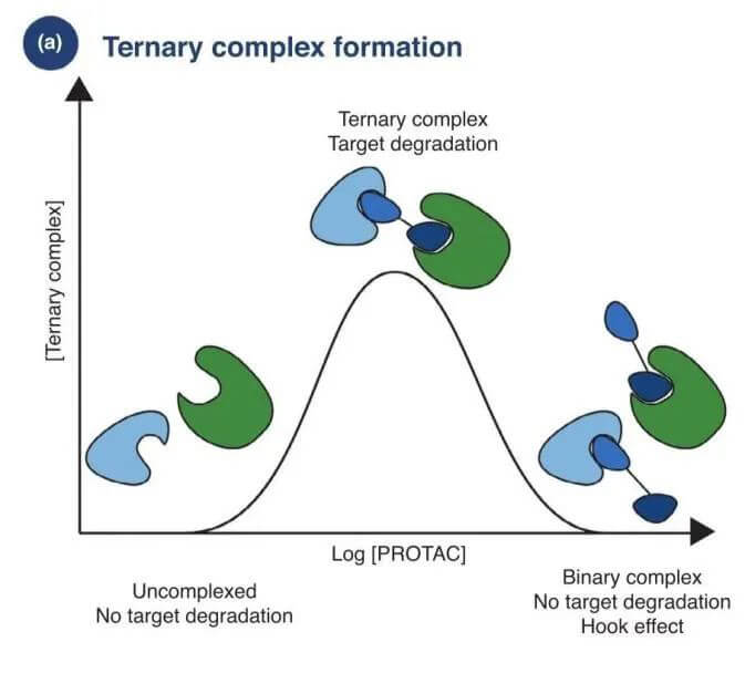 PROTAC暴露量过高会形成钩子效应.jpg