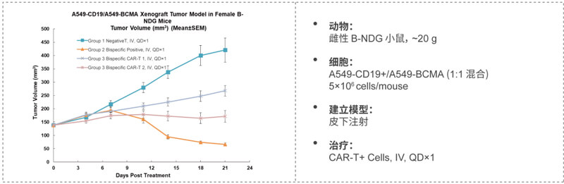 双特异性CAR-T药效研究：CD19-BCMA.jpg