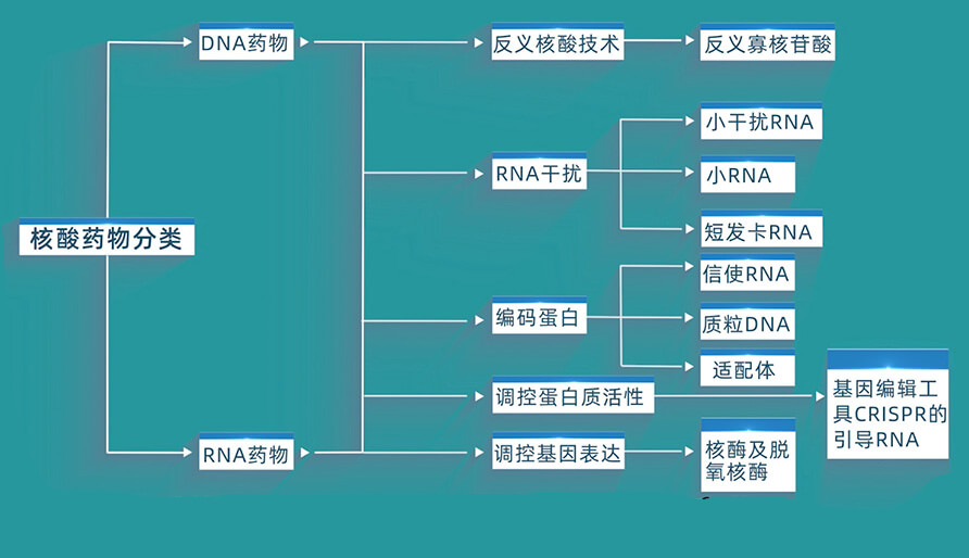 核酸药物的分类有哪些？