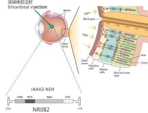 8-图片来自：纽福斯生物.jpg