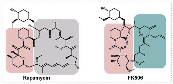 5-雷帕霉素、FK506-诱导的-FKBP-蛋白质相互作用.jpg