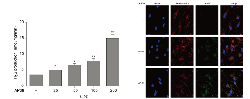 AP39是一种新合成的线粒体靶向的H2S供体，本研究中AP39通过AG真人国际设计和合成