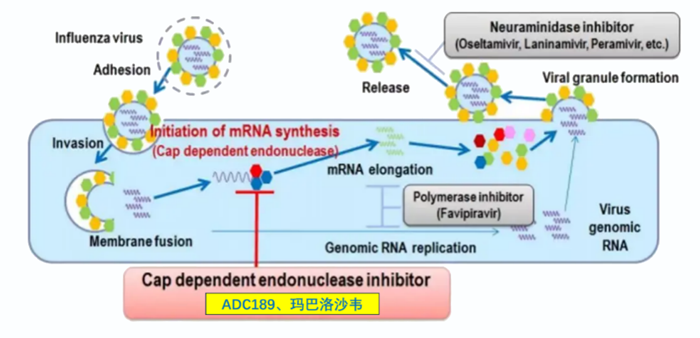 AG真人国际： | 可愈可及！成人青少年甲型乙型流感！安帝康生物一粒治愈流感新药玛氘诺沙韦——III期研究成功