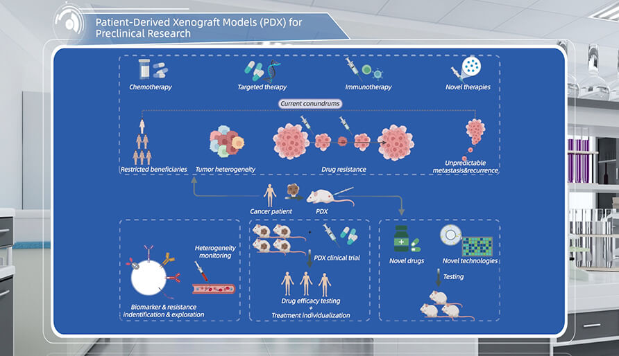 什么是临床前研究的PDX（人源肿瘤异种移植）模型？