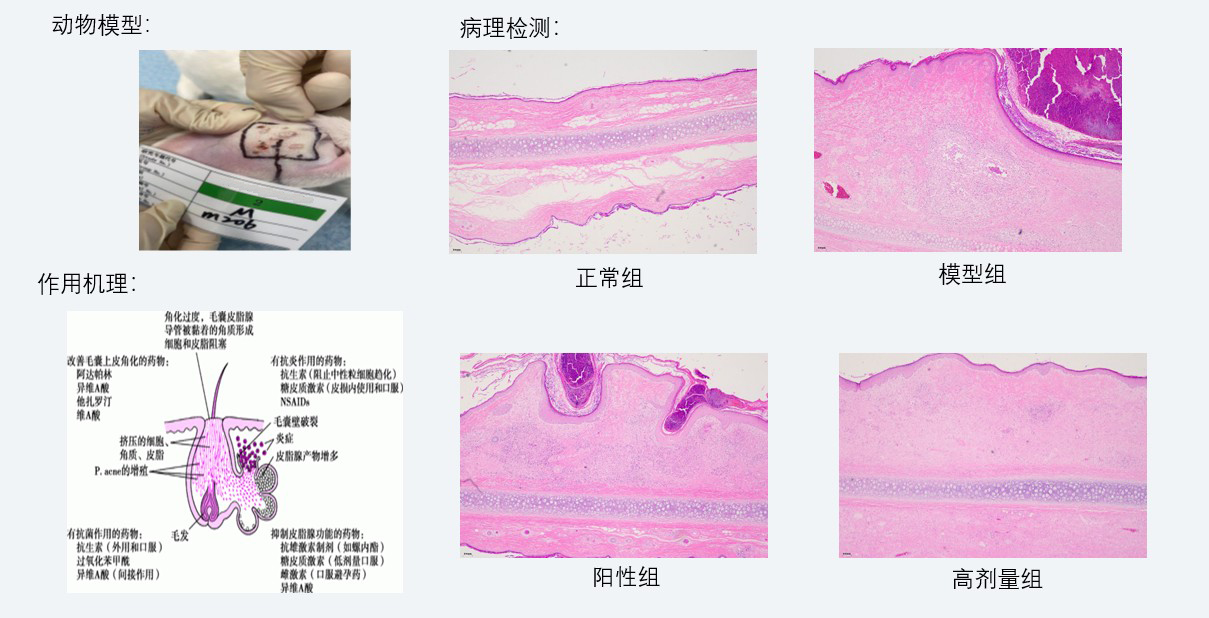 案例3：新西兰兔痤疮药效研究.jpg