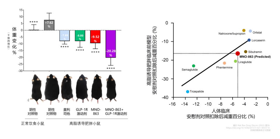 4周降低近10%体重！AG真人国际助力慕恩生物MNO-863活菌生物药获批临床
