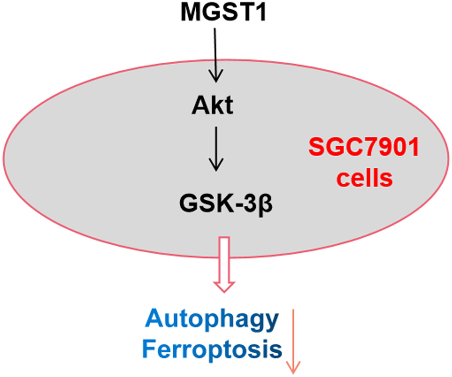 MGST1过表达通过激活Akt/GSK-3β信号通路诱导胃癌细胞增殖，本研究中MGST1过表达等体外实验通过AG真人国际进行